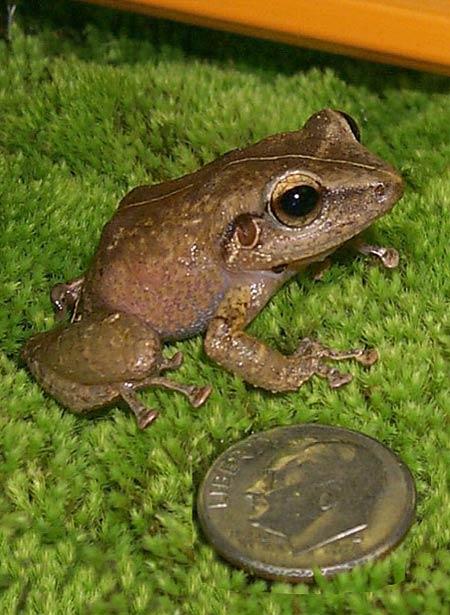 Coqui Frog