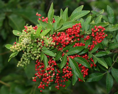 Christmas Berry Tree